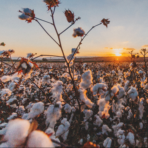 Bez owijania w bawełnę, czyli czym jest “organic cotton” i czy warto w to inwestować?